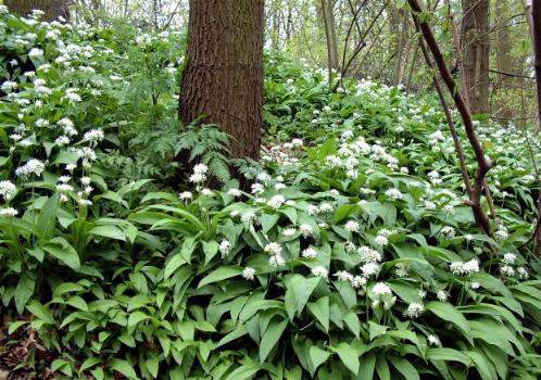Daslook of Allium ursinum een gezond keukenkruid